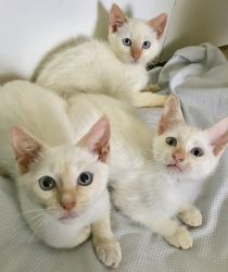 Flame point siamese kittens