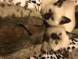 Simese kittens
