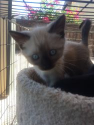 Selling 5 siamese kitties, 3 males and 2 females... 1 month old