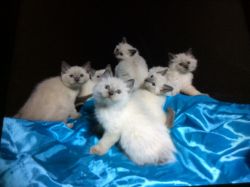 Siamese Blue Point Kittens