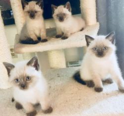 Siamese Himalayan Kittens
