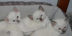 Purebred Registered Siamese Kittens