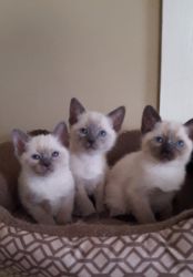 Siamese kittens CFA registered