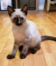 tca registered sealpoint siamese males and females left!