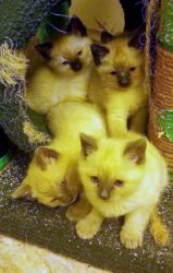 Siamese Kittens