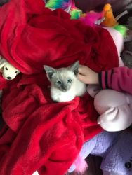 Affectionate Male and Female Siamese Kittens