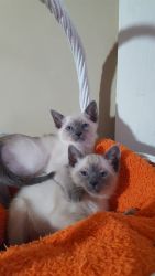 CFA registered Siamese kittens