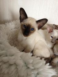 Adoring full pedigree, registered siamese kittens