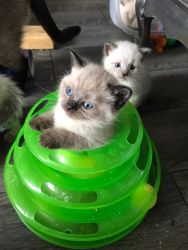 Siamese Himalayan Kittens