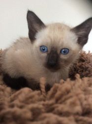 microchipped Siamese Kittens Ready Now