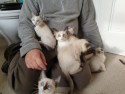litter trained Siamese kittens