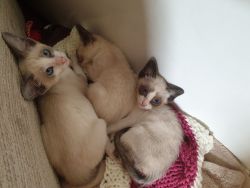 two beautiful Siamese kittens