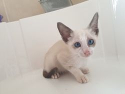 Beautiful siamese and orientals kittens