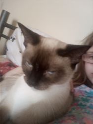 Beautiful 2 year old seal point siamese for sale