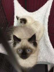 Siamese cat for sale full breed all shots for 1000