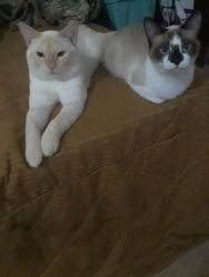 2 Siamese cats