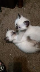 6 week old Siamese kittens