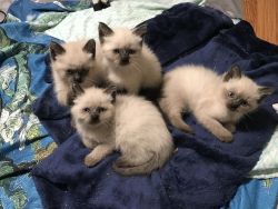 Siamese Himalayan kittens North Jersey