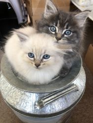 Beautiful Fluffy Kittens