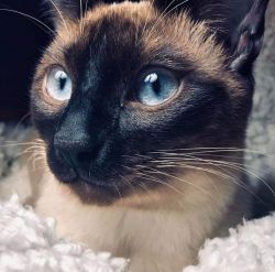 Siamese Kittens Bold and Beautiful!