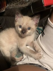 Baby kitten for sale