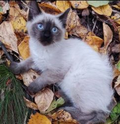 Siamese kittens for sale!