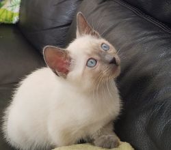 Purebred and Papered Siamese
