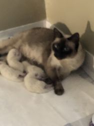 4 Purebred Siamese Kittens