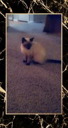 Siamese Cat/ Needs a good home
