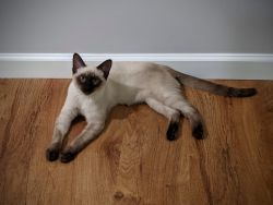 Purebred Siamese Kitten