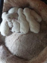 Siamese snowshoe cross kittens