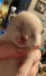 Siamese/Tonkinese kittens