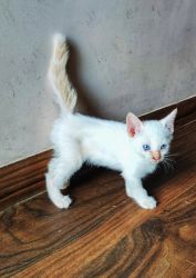 Flame point Siamese Kittens