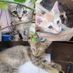 Selling 3 cute cats