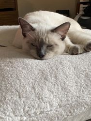 Sweet Family friendly Siamese for sell