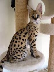 Beautiful Serval Kittens for sale