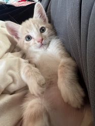 Baby kitten adorable!