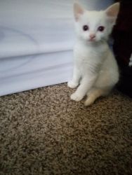 Baby white kitten
