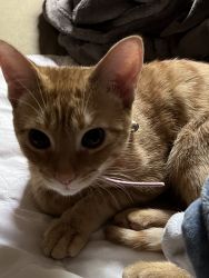 Ginger 8 months cat for sale