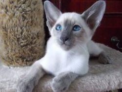 Beautiful Blue Point Pedigree Siamese Kitten