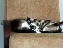 Free Siamese Cat Sisters
