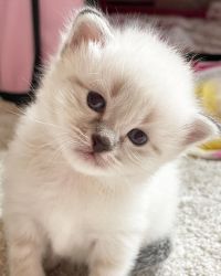 Siberian Kittens For Sale.