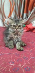 Siberian Persian kitten