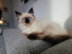 Full bred Siberian kitten, 4 months old