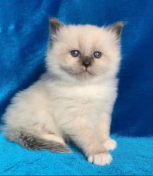 Siberian Kittens for sale.