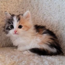 Hypoallergenic Siberian Kittens for Sale