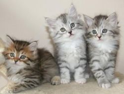 Lovely Siberians Kittens for sale