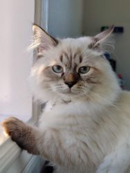 Siberian Kitten for Sale