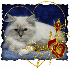 Siberian Kittens for Sale 2023