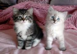 Lovely male and female Siberian Kittens Available for sale